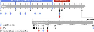 Vaccine-induced neutralizing antibody responses to seasonal influenza virus H1N1 strains are not enhanced during subsequent pandemic H1N1 infection